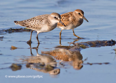 Semipalmated Sandpiper and Least Sandpiper together