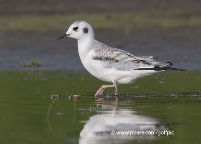 Bonapartes Gull (juvenile)