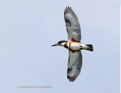 Belted Kingfisher