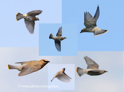 Cedar Waxwings in flight