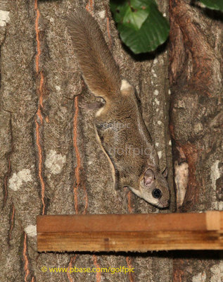 Southern Flying Squirrel