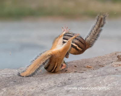 Those adorable chipmunks