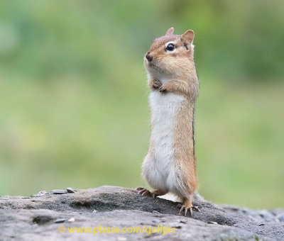 Chipmunk in alert pose