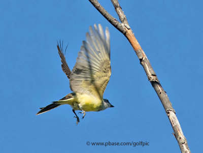 westernkingbird1xebird.jpg