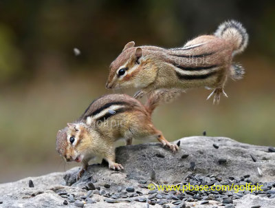 Chipmunk food fight