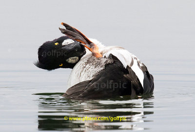 Goldeneye Pedicure