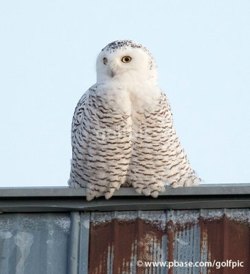 Snowy owl in Ottawa
