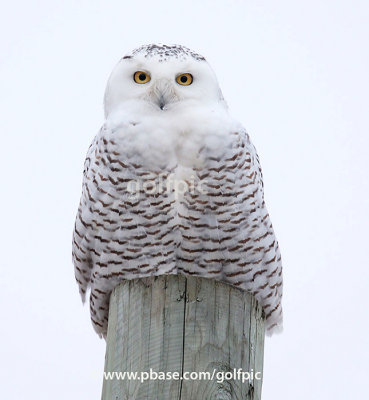 Snowy Owl