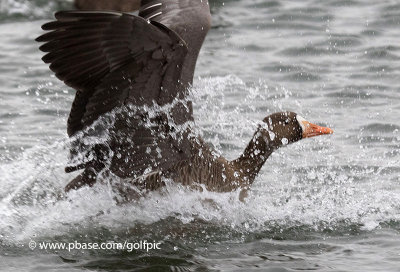 Greater White-Fronted Goose makes quite the splash.