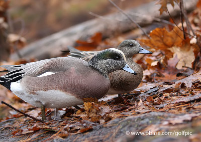 Pair of American Wigeons