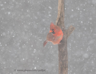 Braving the storm.