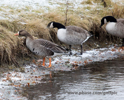 Greater White-Fronted Goose