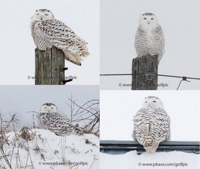 4 snowy owls in 20 minutes