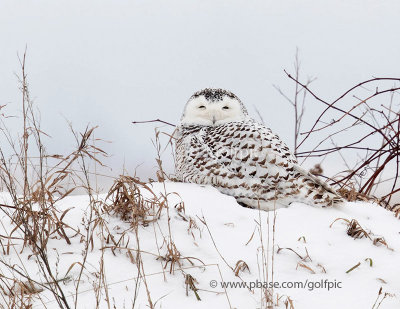 Snowy Owl