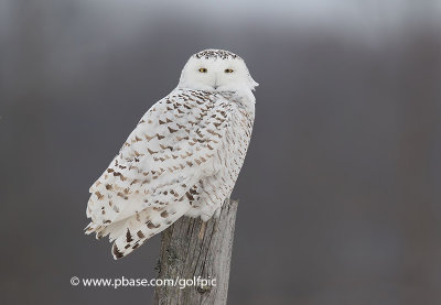 Snowy owl on Rushmore in Ottawa