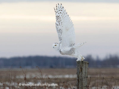 Snowy owl