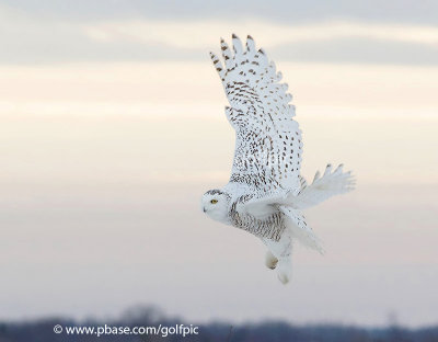 Snowy owl