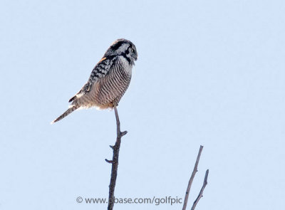 Northern Hawk Owl