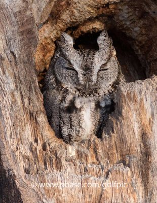 Eastern Screech Owl