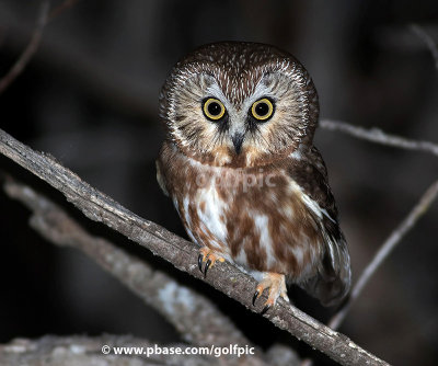 Northern Saw-whet Owl