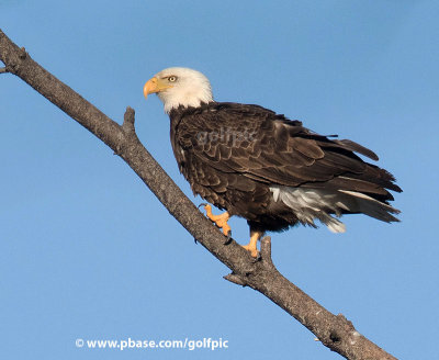 Bald eagle