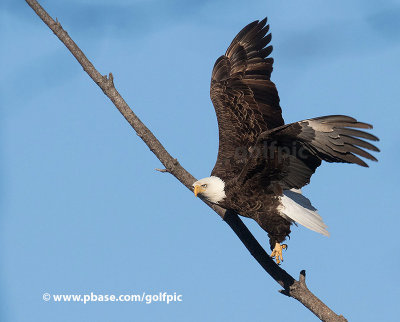 Bald eagle