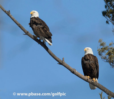 Bald eagles