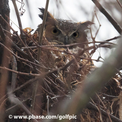 Great Horned Owl on nest