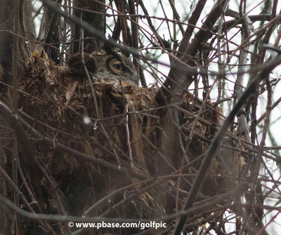 Great Horned Owl on nest