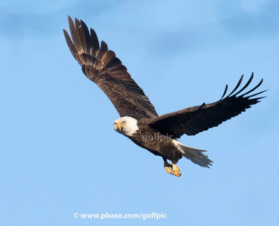 Bald eagle