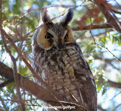 Long-eared Owl