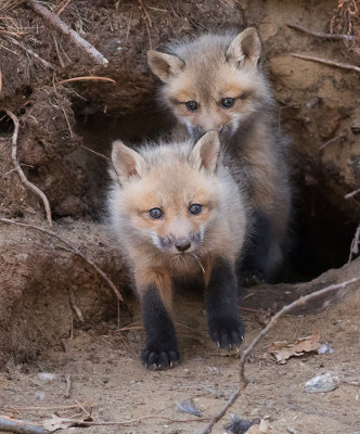 Fox kits