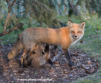 Feeding time