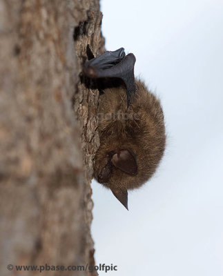 Little Brown Bat (added to Ontario MNR Endangered Species List in 2014)