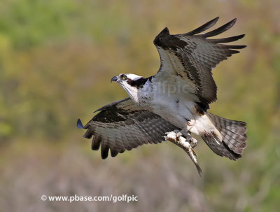 Osprey with pike.