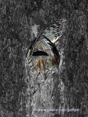 Eastern Screech Owl tight fit