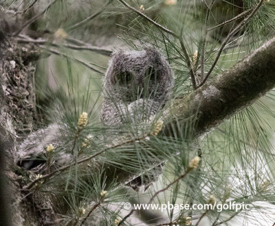 Eastern Screech Owl fledglings (5)