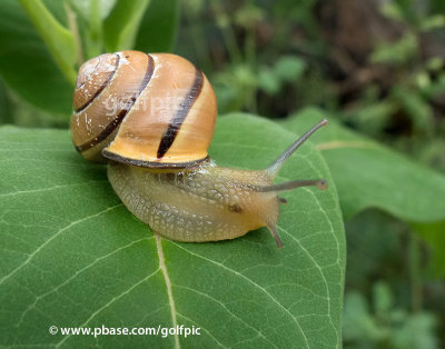 Snail