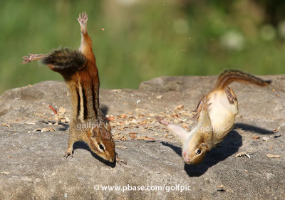 Chipmunk practice for the Olympics