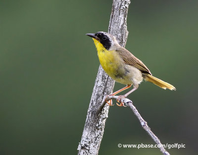 Common Yellow-throat