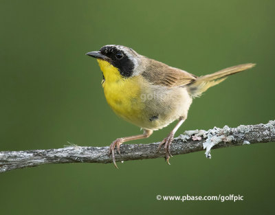 Common Yellow-throat