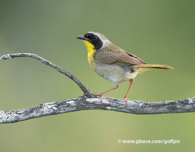 Common Yellow-throat