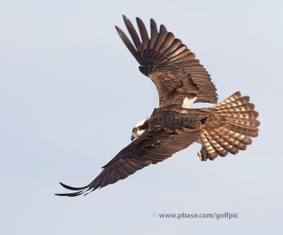 Osprey