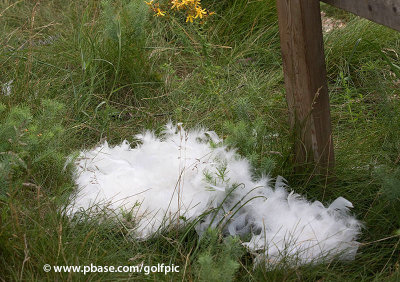 Neat pile of plucked feathers