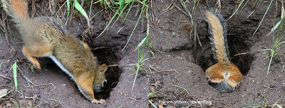 Come back here you peanut grabbin' varmint.