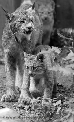 Lynx family