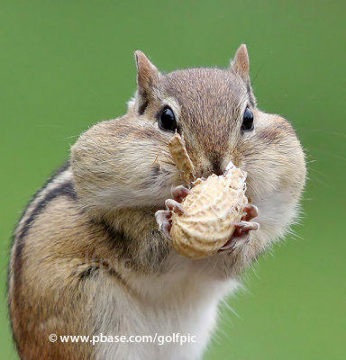 Love the smell of peanuts in the morning!