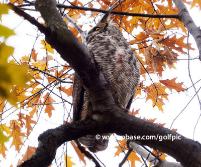 Great Horned Owl 