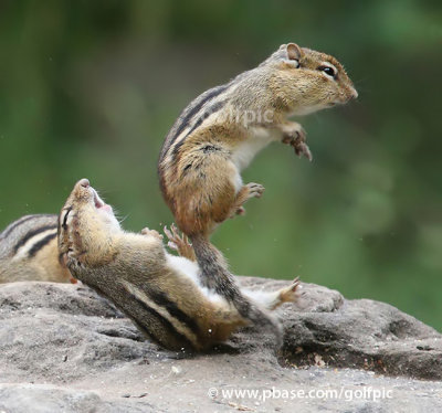 Chipmunks