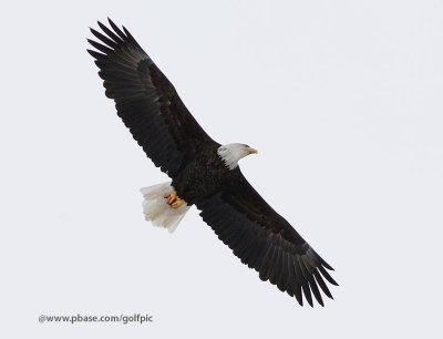 Bald eagle